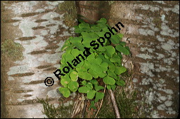 Wald-Sauerklee, Gewöhnlicher Sauerklee, Oxalis acetosella, Oxalidaceae, Oxalis acetosella, Wald-Sauerklee, Habitus zwischen Baumstämmen, in Astgabel von Süßkirsche, Prunus avium Kauf von 00793oxalis_acetosellaimg_7037.jpg