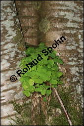 Wald-Sauerklee, Gewhnlicher Sauerklee, Oxalis acetosella, Oxalidaceae, Oxalis acetosella, Wald-Sauerklee, Habitus zwischen Baumstmmen, in Astgabel von Skirsche, Prunus avium Kauf von 00793oxalis_acetosellaimg_7038.jpg