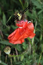 Klatsch-Mohn, Papaver rhoeas, Papaveraceae, Papaver rhoeas, Klatsch-Mohn, Blhend Kauf von 00796_papaver_rhoeas_dsc_4843.jpg