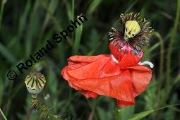 Klatsch-Mohn, Papaver rhoeas, Papaveraceae, Papaver rhoeas, Klatsch-Mohn, Blhend Kauf von 00796_papaver_rhoeas_dsc_4845.jpg