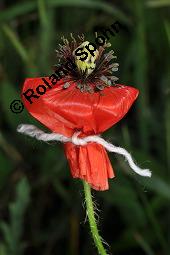 Klatsch-Mohn, Papaver rhoeas, Papaveraceae, Papaver rhoeas, Klatsch-Mohn, Blhend Kauf von 00796_papaver_rhoeas_dsc_4847.jpg