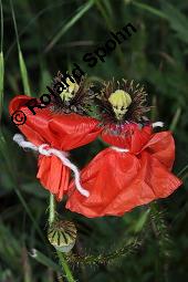 Klatsch-Mohn, Papaver rhoeas, Papaveraceae, Papaver rhoeas, Klatsch-Mohn, Blhend Kauf von 00796_papaver_rhoeas_dsc_4849.jpg