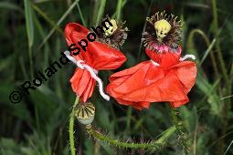 Klatsch-Mohn, Papaver rhoeas, Papaveraceae, Papaver rhoeas, Klatsch-Mohn, Blhend Kauf von 00796_papaver_rhoeas_dsc_4850.jpg
