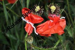 Klatsch-Mohn, Papaver rhoeas, Papaveraceae, Papaver rhoeas, Klatsch-Mohn, Blhend Kauf von 00796_papaver_rhoeas_dsc_4852.jpg