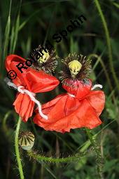 Klatsch-Mohn, Papaver rhoeas, Papaveraceae, Papaver rhoeas, Klatsch-Mohn, Blhend Kauf von 00796_papaver_rhoeas_dsc_4853.jpg