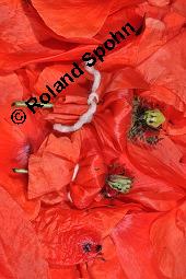 Klatsch-Mohn, Papaver rhoeas, Papaveraceae, Papaver rhoeas, Klatsch-Mohn, Blhend Kauf von 00796_papaver_rhoeas_dsc_4984.jpg