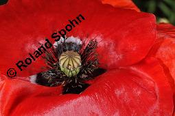 Klatsch-Mohn, Papaver rhoeas, Papaveraceae, Papaver rhoeas, Klatsch-Mohn, Blhend Kauf von 00796_papaver_rhoeas_dsc_5006.jpg