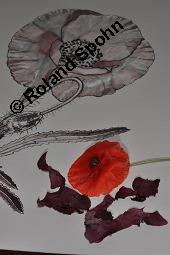 Klatsch-Mohn, Papaver rhoeas, Papaveraceae, Papaver rhoeas, Klatsch-Mohn, Blhend Kauf von 00796_papaver_rhoeas_dsc_5385.jpg