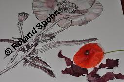 Klatsch-Mohn, Papaver rhoeas, Papaveraceae, Papaver rhoeas, Klatsch-Mohn, Blhend Kauf von 00796_papaver_rhoeas_dsc_5388.jpg