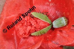 Klatsch-Mohn, Papaver rhoeas, Papaveraceae, Papaver rhoeas, Klatsch-Mohn, Blhend Kauf von 00796_papaver_rhoeas_dsc_6172.jpg