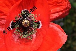 Klatsch-Mohn, Papaver rhoeas, Papaveraceae, Papaver rhoeas, Klatsch-Mohn, Blhend Kauf von 00796_papaver_rhoeas_dsc_6507.jpg