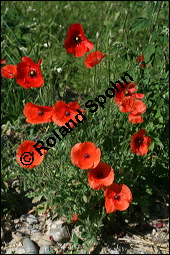 Klatsch-Mohn, Papaver rhoeas, Papaveraceae, Papaver rhoeas, Klatsch-Mohn, Blhend Kauf von 00796papaver_rhoesimg_8458.jpg