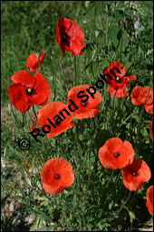 Klatsch-Mohn, Papaver rhoeas, Papaveraceae, Papaver rhoeas, Klatsch-Mohn, Blhend Kauf von 00796papaver_rhoesimg_8462.jpg