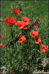 Klatsch-Mohn, Papaver rhoeas, Papaveraceae, Papaver rhoeas, Klatsch-Mohn, Blhend Kauf von 00796papaver_rhoesimg_8466.jpg