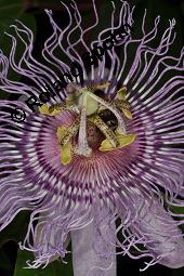 Fleischfarbene Passionsblume, Passiflora incarnata, Passifloraceae, Passiflora incarnata, Fleischfarbene Passionsblume, Blüte Kauf von 00800_passiflora_incarnata_dsc_4447.jpg
