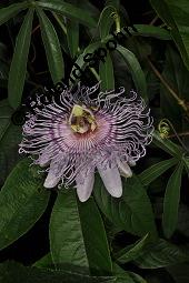 Fleischfarbene Passionsblume, Passiflora incarnata, Passifloraceae, Passiflora incarnata, Fleischfarbene Passionsblume, Blüte Kauf von 00800_passiflora_incarnata_dsc_4449.jpg