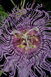 Fleischfarbene Passionsblume, Passiflora incarnata, Passifloraceae, Passiflora incarnata, Fleischfarbene Passionsblume, Blte Kauf von 00800_passiflora_incarnata_dsc_4455.jpg