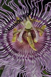 Fleischfarbene Passionsblume, Passiflora incarnata, Passifloraceae, Passiflora incarnata, Fleischfarbene Passionsblume, Blte Kauf von 00800_passiflora_incarnata_dsc_4458.jpg