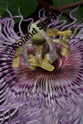Fleischfarbene Passionsblume, Passiflora incarnata, Passifloraceae, Passiflora incarnata, Fleischfarbene Passionsblume, Blüte Kauf von 00800_passiflora_incarnata_dsc_4461.jpg