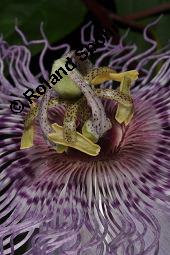 Fleischfarbene Passionsblume, Passiflora incarnata, Passifloraceae, Passiflora incarnata, Fleischfarbene Passionsblume, Blüte Kauf von 00800_passiflora_incarnata_dsc_4462.jpg