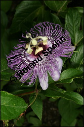 Fleischfarbene Passionsblume, Passiflora incarnata, Passifloraceae, Passiflora incarnata, Fleischfarbene Passionsblume, Blte Kauf von 00800passiflora_incarnataimg_8879.jpg