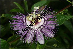 Fleischfarbene Passionsblume, Passiflora incarnata, Passifloraceae, Passiflora incarnata, Fleischfarbene Passionsblume, Blüte Kauf von 00800passiflora_incarnataimg_8883.jpg