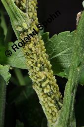 Gewhnlicher Pastinak, Pastinaca sativa, Pastinaca commune, Apiaceae, Pastinaca sativa, Gewhnlicher Pastinak, Blhend Kauf von 00801_pastinaca_sativa_dsc_3157.jpg