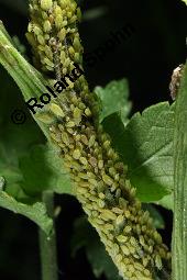 Gewöhnlicher Pastinak, Pastinaca sativa, Pastinaca commune, Apiaceae, Pastinaca sativa, Gewöhnlicher Pastinak, Blühend Kauf von 00801_pastinaca_sativa_dsc_3158.jpg