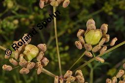 Gewöhnlicher Pastinak, Pastinaca sativa, Pastinaca commune, Apiaceae, Pastinaca sativa, Gewöhnlicher Pastinak, Blühend Kauf von 00801_pastinaca_sativa_dsc_4064.jpg