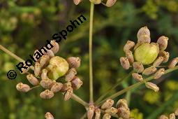 Gewöhnlicher Pastinak, Pastinaca sativa, Pastinaca commune, Apiaceae, Pastinaca sativa, Gewöhnlicher Pastinak, Blühend Kauf von 00801_pastinaca_sativa_dsc_4065.jpg