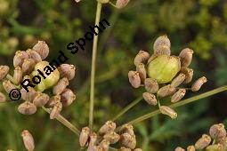 Gewöhnlicher Pastinak, Pastinaca sativa, Pastinaca commune, Apiaceae, Pastinaca sativa, Gewöhnlicher Pastinak, Blühend Kauf von 00801_pastinaca_sativa_dsc_4066.jpg