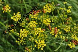 Gewöhnlicher Pastinak, Pastinaca sativa, Pastinaca commune, Apiaceae, Pastinaca sativa, Gewöhnlicher Pastinak, Blühend Kauf von 00801_pastinaca_sativa_dsc_5660.jpg