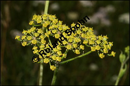 Gewhnlicher Pastinak, Pastinaca sativa, Pastinaca commune, Apiaceae, Pastinaca sativa, Gewhnlicher Pastinak, Blhend Kauf von 00801pastinaca_sativaimg_3474.jpg