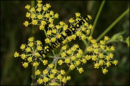 Gewhnlicher Pastinak, Pastinaca sativa, Pastinaca commune, Apiaceae, Pastinaca sativa, Gewhnlicher Pastinak, Blhend Kauf von 00801pastinaca_sativaimg_3475.jpg