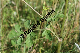 Gewöhnlicher Pastinak, Pastinaca sativa, Pastinaca commune, Apiaceae, Pastinaca sativa, Gewöhnlicher Pastinak, Blühend Kauf von 00801pastinaca_sativaimg_3476.jpg