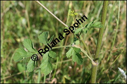 Gewhnlicher Pastinak, Pastinaca sativa, Pastinaca commune, Apiaceae, Pastinaca sativa, Gewhnlicher Pastinak, Blhend Kauf von 00801pastinaca_sativaimg_3476.jpg