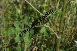 Gewöhnlicher Pastinak, Pastinaca sativa, Pastinaca commune, Apiaceae, Pastinaca sativa, Gewöhnlicher Pastinak, Blühend Kauf von 00801pastinaca_sativaimg_3477.jpg