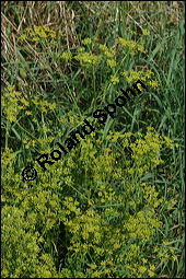 Gewhnlicher Pastinak, Pastinaca sativa, Pastinaca commune, Apiaceae, Pastinaca sativa, Gewhnlicher Pastinak, Blhend Kauf von 00801pastinaca_sativaimg_9111.jpg