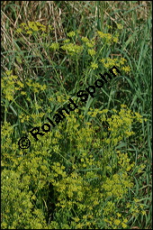 Gewöhnlicher Pastinak, Pastinaca sativa, Pastinaca commune, Apiaceae, Pastinaca sativa, Gewöhnlicher Pastinak, Blühend Kauf von 00801pastinaca_sativaimg_9111.jpg