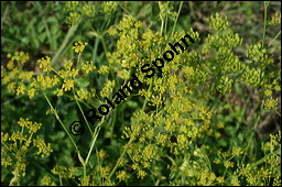 Gewhnlicher Pastinak, Pastinaca sativa, Pastinaca commune, Apiaceae, Pastinaca sativa, Gewhnlicher Pastinak, Blhend Kauf von 00801pastinaca_sativaimg_9112.jpg