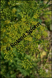 Gewhnlicher Pastinak, Pastinaca sativa, Pastinaca commune, Apiaceae, Pastinaca sativa, Gewhnlicher Pastinak, Blhend Kauf von 00801pastinaca_sativaimg_9114.jpg