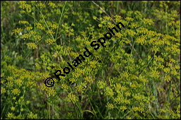 Gewöhnlicher Pastinak, Pastinaca sativa, Pastinaca commune, Apiaceae, Pastinaca sativa, Gewöhnlicher Pastinak, Blühend Kauf von 00801pastinaca_sativaimg_9115.jpg