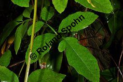 Guarana, Paullinia cupana, Paullinia sorbilis, Sapindaceae, Paullinia cupana, Paullinia sorbilis, Guarana, Beblättert Kauf von 00802_paullinia_cupana_dsc_1704.jpg