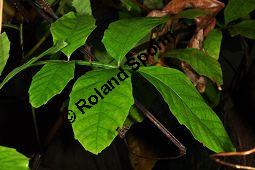 Guarana, Paullinia cupana, Paullinia sorbilis, Sapindaceae, Paullinia cupana, Paullinia sorbilis, Guarana, Beblttert Kauf von 00802_paullinia_cupana_dsc_1705.jpg