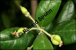 Boldo, Peumus boldus, Monimiaceae, Peumus boldus, Boldo, unreif fruchtend Kauf von 00809peumus_boldusimg_5993.jpg
