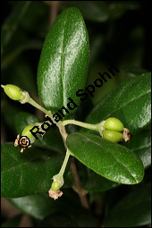 Boldo, Peumus boldus, Monimiaceae, Peumus boldus, Boldo, unreif fruchtend Kauf von 00809peumus_boldusimg_5994.jpg