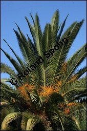 Kanarische Dattelpalme, Phoenix canariensis, Palmae, Phoenix canariensis, Kanarische Dattelpalme, fruchtend Kauf von 00813phoenix_canariensisimg_4731.jpg