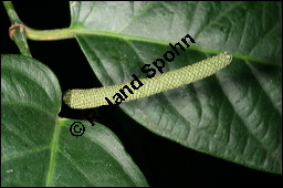 Kubeben-Pfeffer, Stiel-Pfeffer, Piper cubeba, Piperaceae, Piper cubeba, Kubeben-Pfeffer, Stiel-Pfeffer, Blühend Kauf von 00828piper_cubebaimg_4532.jpg