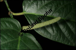 Kubeben-Pfeffer, Stiel-Pfeffer, Piper cubeba, Piperaceae, Piper cubeba, Kubeben-Pfeffer, Stiel-Pfeffer, Blühend Kauf von 00828piper_cubebaimg_4533.jpg