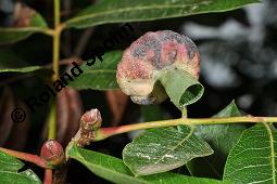 Terpentin-Pistazie, Terebinthe, Pistacia terebinthus, Pistacia terebinthus, Terpentin-Pistazie, Terebinthe, Anacardiaceae, mit Blattgallen, Blattgallen durch Blattlaus Baizongia pistaciae (Aphis pistaciae) Kauf von 00832_pistacia_terebinthus_dsc_7922.jpg